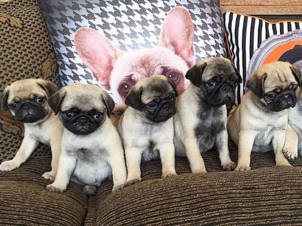 Criminosos levaram cinco filhotes da raça pug (Foto: arquivo pessoal/ Fábio Gonçales )