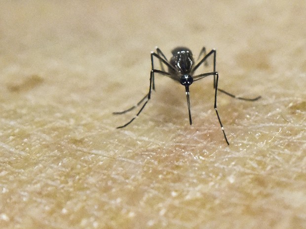 Aedes aegypti, mosquito transmissor de zika, dengue e chikungunya (Foto: Luis Robayo/AFP)