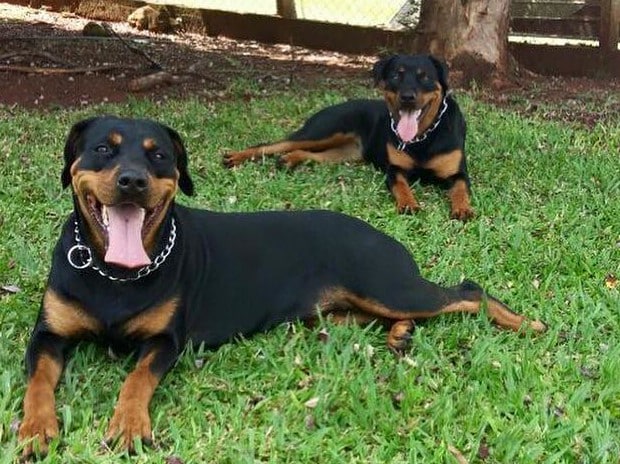 Kyara e Pandora também desapareceram após o furto na residencia (Foto: Arquivo Pessoal/Felipe)