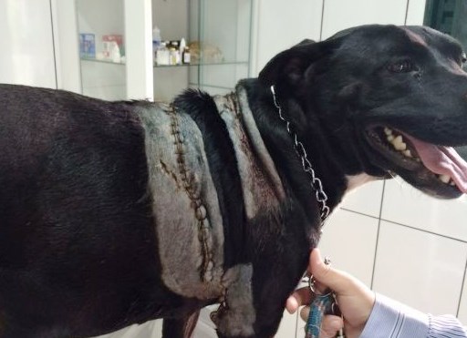 O cachorro Negão foi vítima de maus-tratos (Foto: Divulgação)