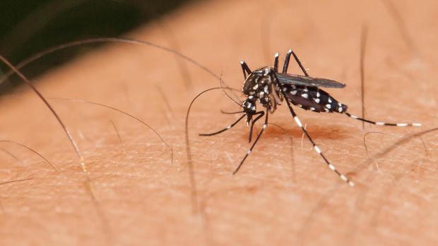 Assis registra 45 casos positivos de dengue 2016