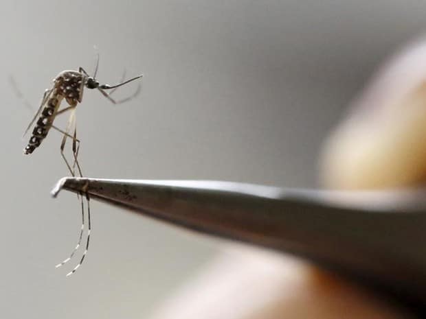 OMS não vê queda na epidemia de zika e diz que vigilância deve permanecer (Foto: Reuters/Jaime Saldarriaga)