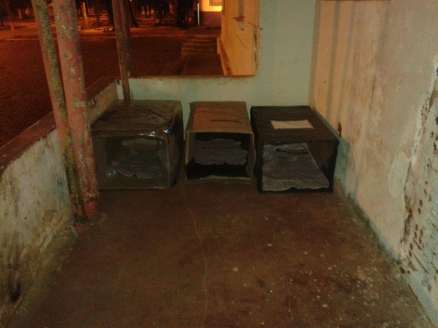 Casinhas são colocadas em pontos estratégicos (Foto: Patrícia Cardoso/ Arquivo pessoal )