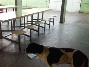 Animais foram flagrados na cozinha e refeitório de escola em Borebi (Foto: TCE Regional /Divulgação