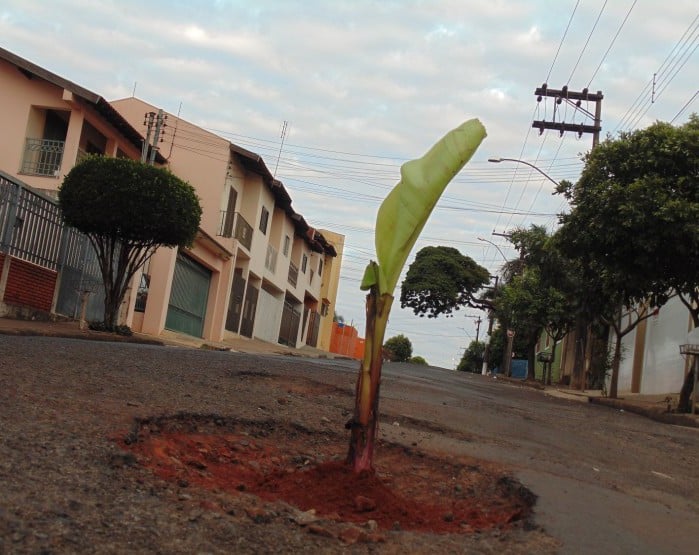 Moradores plantaram a bananeira como forma de protesto na Rua Visconde do Rio Branco (Foto: Diego Di Paula/AssisNews)