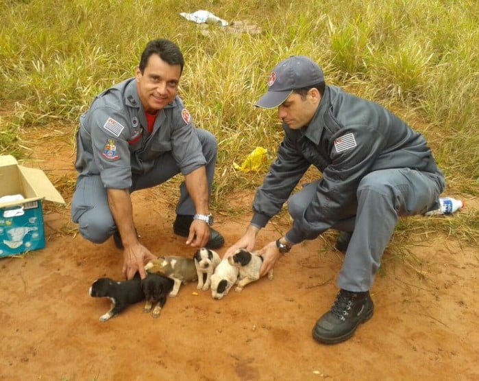 Bombeiros resgatam filhotes de buraco após cadela dar à luz (Foto: Davi Antônio Nogueira/Arquivo Pessoal)