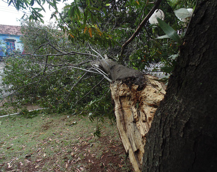Ventania de sábado a noite derruba árvores em Assis (Foto: Diego Di Paula/AssisNews)