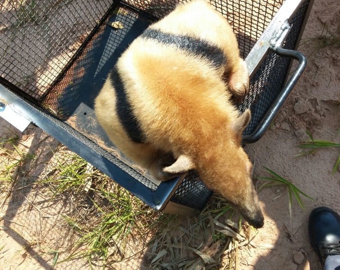 Animal foi solto na natureza após o resgate (Foto: Corpo de Bombeiros/ Divulgação)