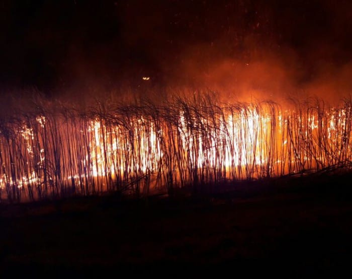 Incêndio destruia área de canavial (Foto: Corpo de Bombeiros/Divulgação)