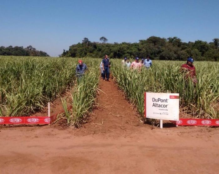 Objetivo do evento foi de apresentar um método inovador de manejo da broca-da-cana (Foto: Divulgação)