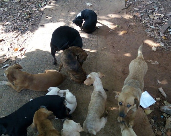 15 cães foram levados a uma ONG (Foto: ONG DPAM/Divulgação)