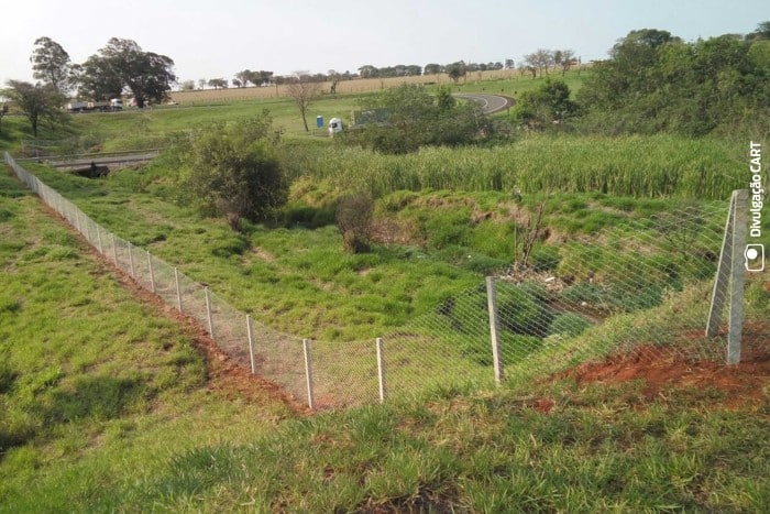 300 mudas nativas serão plantadas na área sob responsabilidade da Concessionária (Foto: Divulgação)