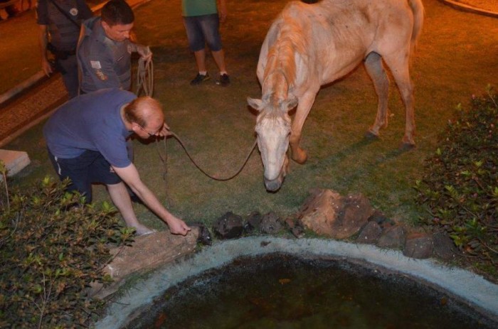 Cavalo estava com sede e fome (Foto: João Trentini/Rádio Tupã/Divulgação)