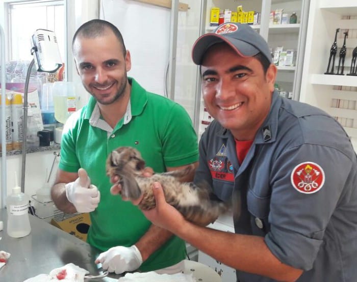 Animais foram levados para tratamento veterinário (Foto: Corpo de Bombeiros/Divulgação)