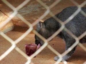 Sorvetes são oferecidos aos animais da Cidade da Criança (Foto: Divulgação/AI/Cidade da Criança)