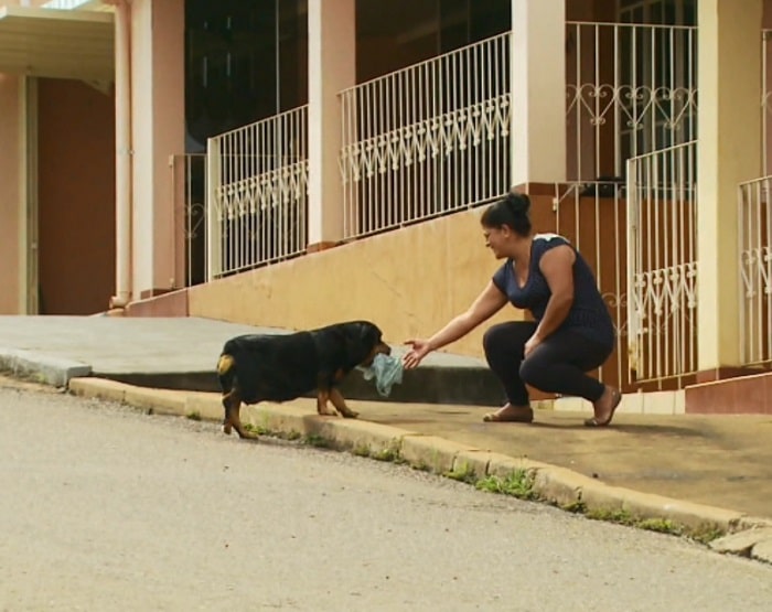 Dona não precisa mais ir ao açougue ou mercado, cachorra faz isso por ela (Foto: Reprodução EPTV/Michel Diogo)
