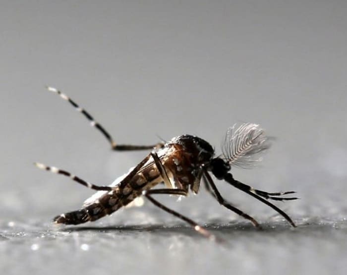 Mosquito Aedes aegypti é alvo de campanha em todo país para combater dengue, chikungunya e zika (Foto: Paulo Whitaker/Reuters)