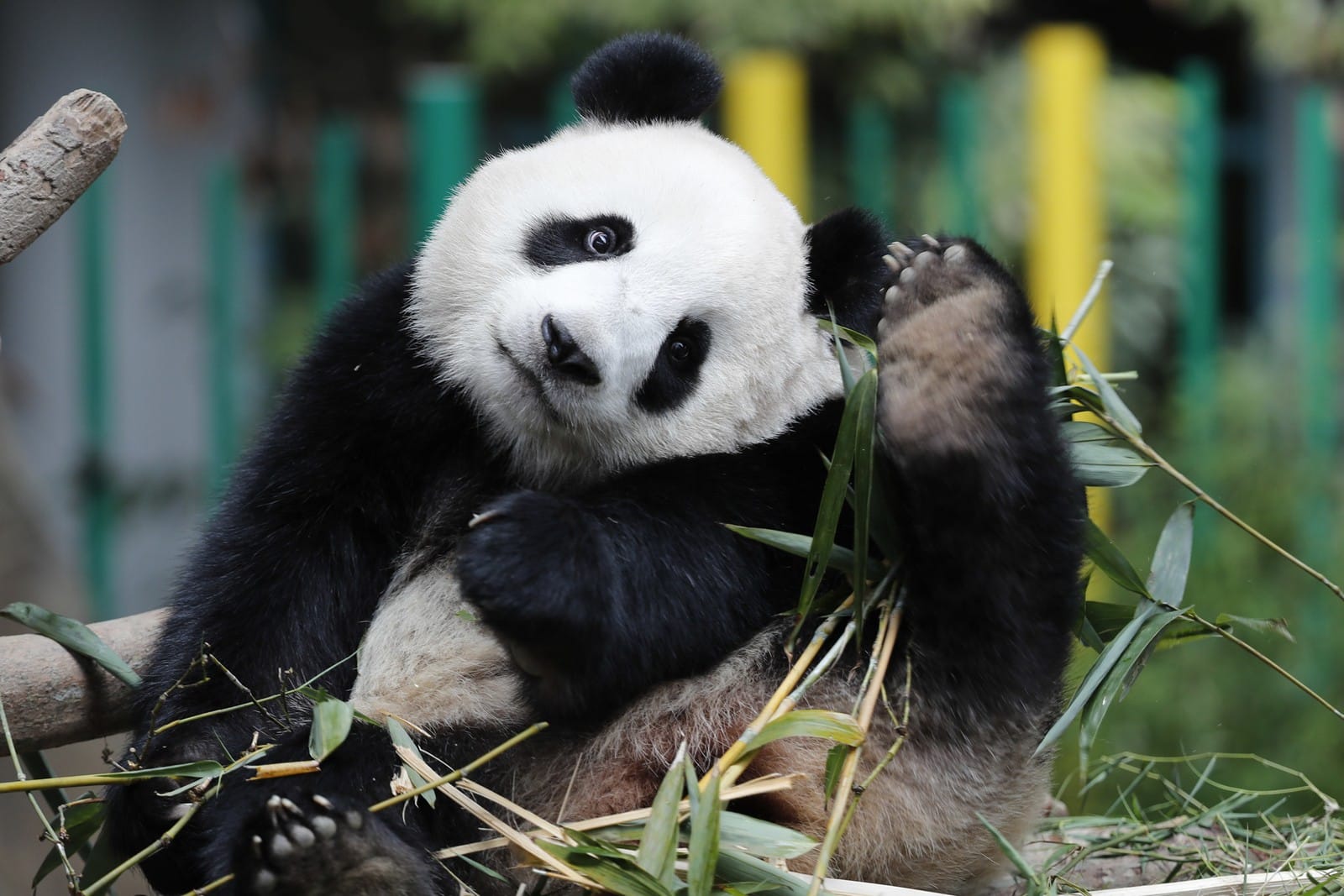 O filhote de panda gigante Nuan Nuan, 2, brinca com bambus no centro de conservação da espécie, em Kuala Lumpur, na Malásia (Foto: Vincent Thian/AP)