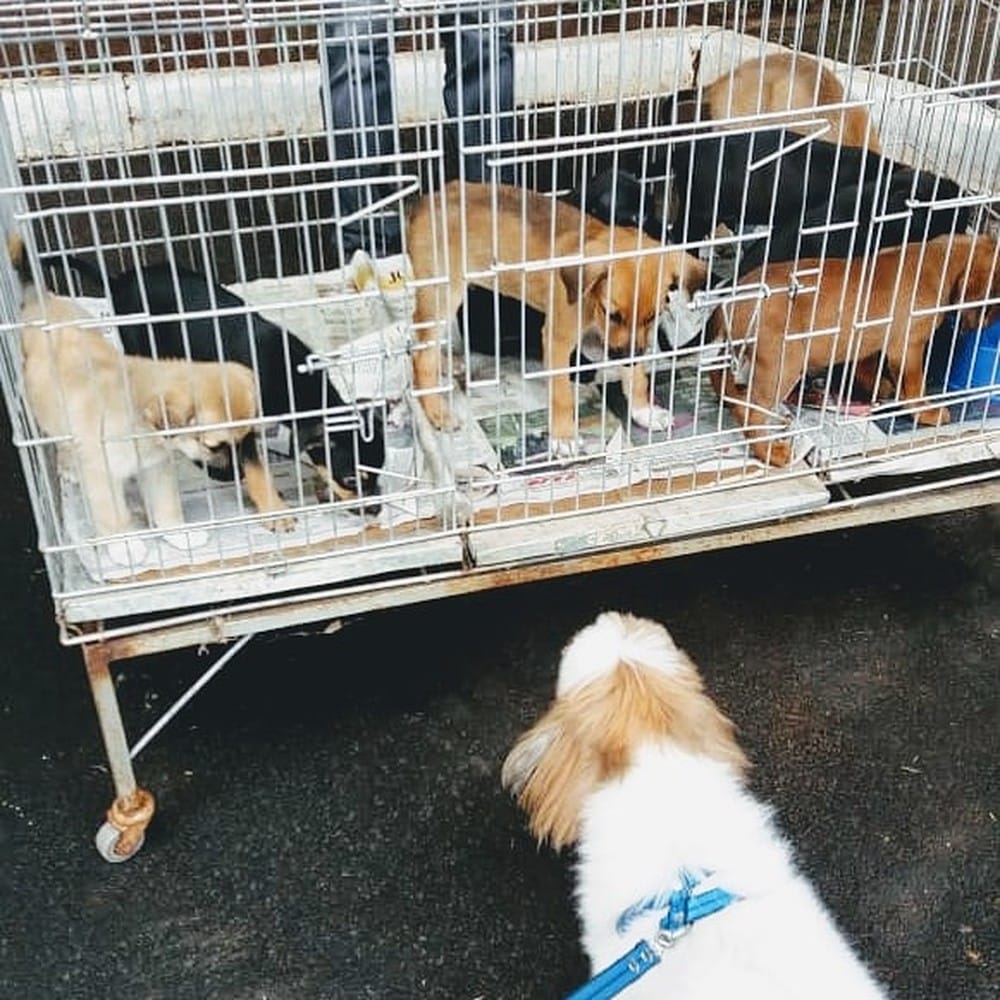 Família o adotou em feira de Bauru — Foto: Arquivo pessoal
