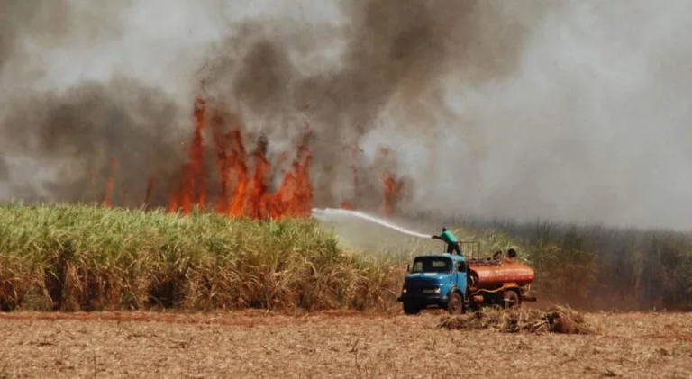 Incêndio destrói plantações e causa acidente em rodovia de Palmital (Foto: Reprodução/Jornal da Comarca)