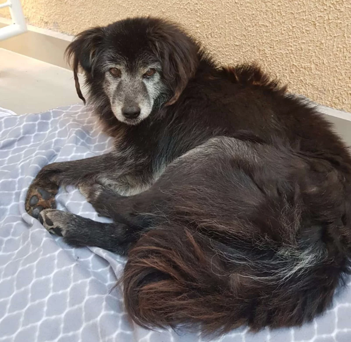 Família reencontra cachorro 10 anos após animal fugir de casa, em Curitiba — Foto: Arquivo pessoal/Karina Bremm