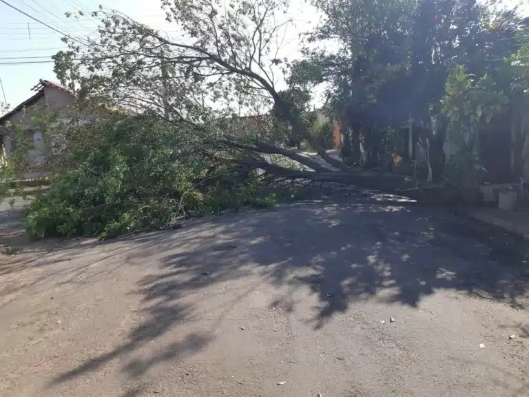 Árvores caíram em vários pontos de Assis por causa da ventania que atingiu a cidade (Foto: Corpo de Bombeiros/Divulgação)