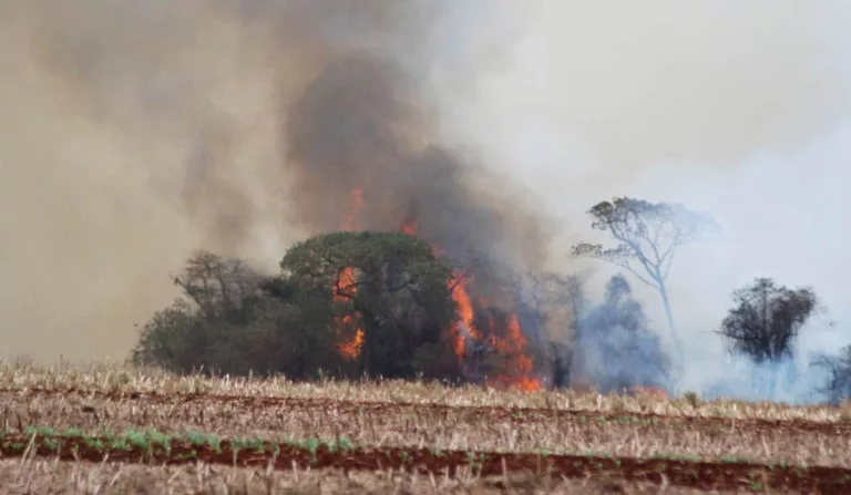 Incêndio destrói área de mata na Zona Rural de Palmital (Foto: Reprodução/Jornal da Comarca)