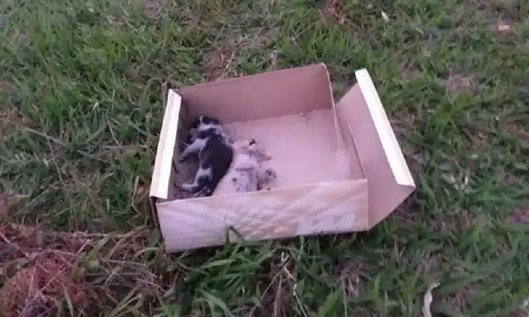Filhotes de gato morrem após serem abandonados em rodovia (Foto: Reprodução)