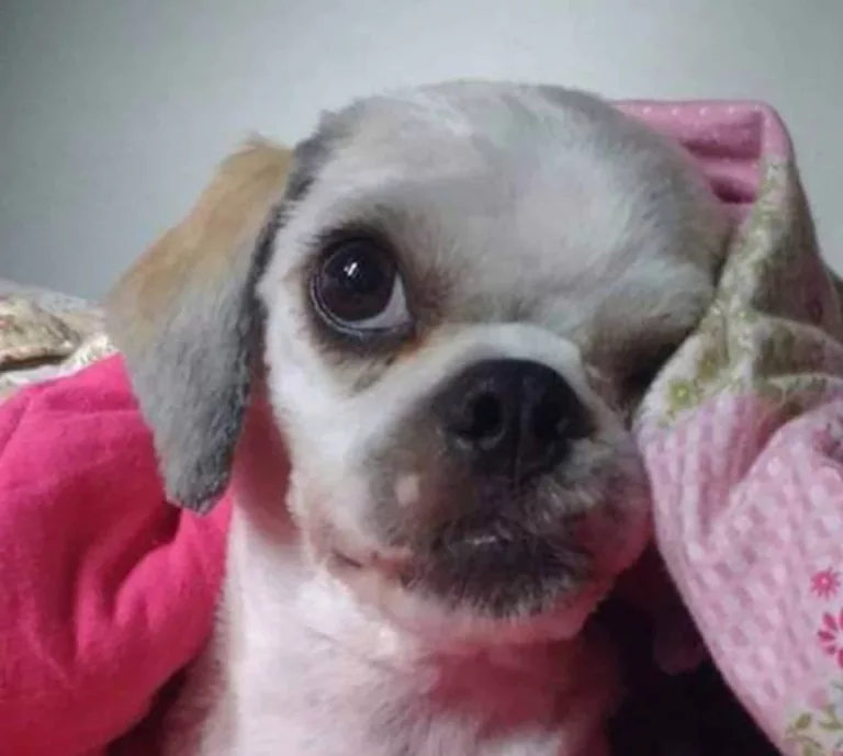 Após discussão, vizinho mata cachorro com tijolada (Foto: Arquivo pessoal/Lidiane Silva)