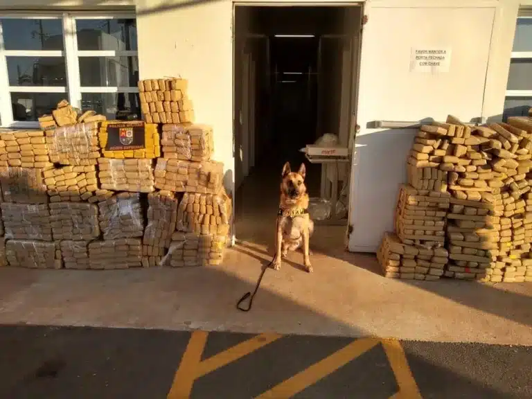 Polícia Militar apreende grande quantidade de drogas com caminhoneiro em Assis — Foto: Polícia Militar/Divulgação