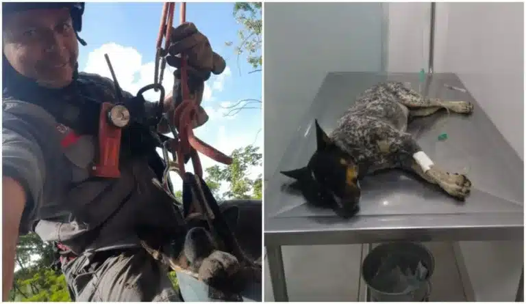 Resgate do cachorro Tico durou cerca de 1h30 em Marília — Foto: Divulgação/Corpo de Bombeiros