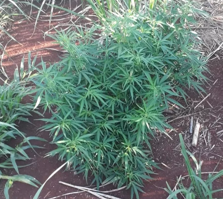 Policiais encontraram três pés e 15 mudas da planta em um residencial no Jardim São João — Foto: Polícia Militar/Divulgação