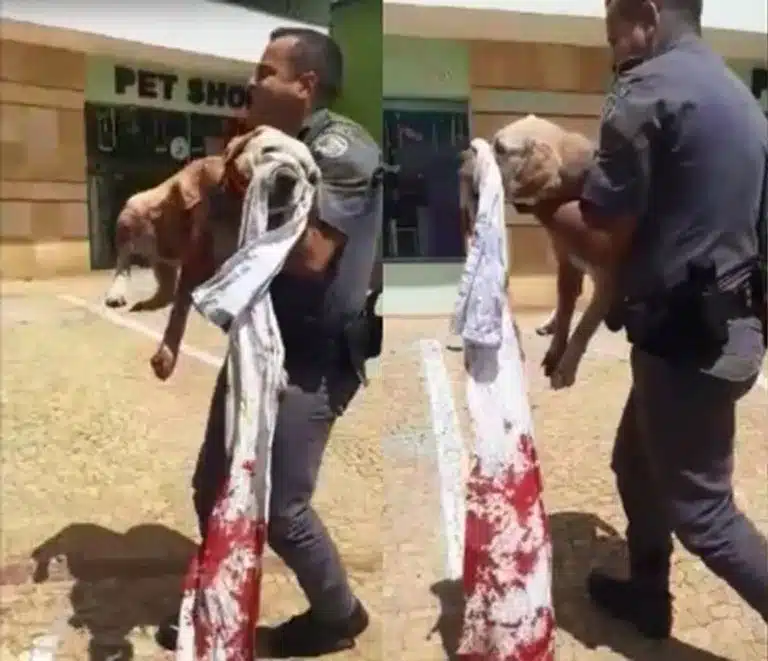 Mulher ataca cachorro com faca e tenta agredir outra pessoa em Jaú — Foto: Polícia Militar/Divulgação