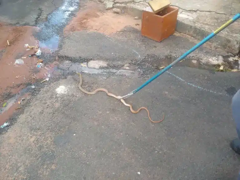 Bombeiros capturaram cobra dentro de caminhão em Rancharia — Foto: Arlei José da Silva