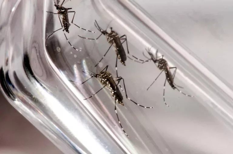 Mosquito Aedes aegypti é o tranmissor da zika, dengue e chikungunya. — Foto: Rodrigo Méxas e Raquel Portugal/Fundação Oswaldo Cruz/Divulgação