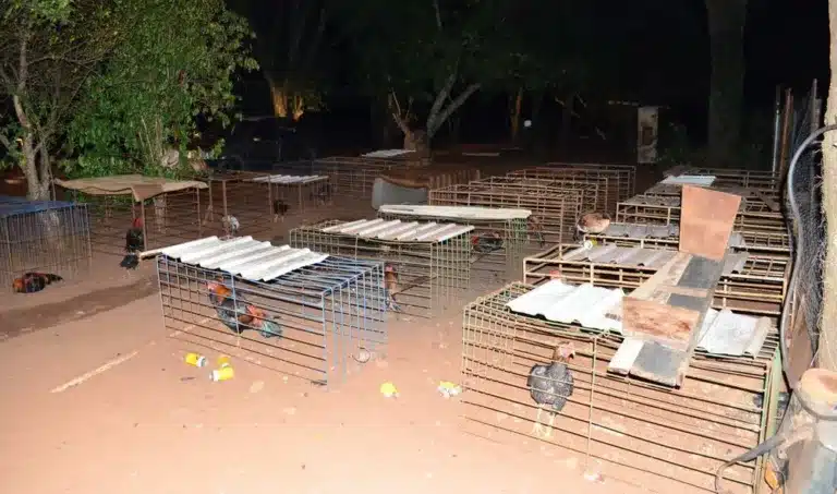 Um total de 74 galos da raça índio foram apreendidos na propriedade rural onde aconteciam as rinhas — Foto: Polícia Ambiental/Divulgação