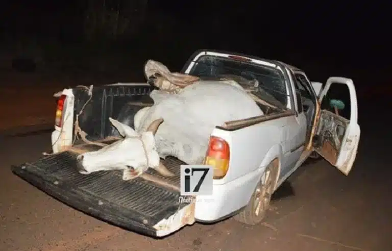 Vaca da marca nelore foi encontrada na caçamba da VW/Saveiro