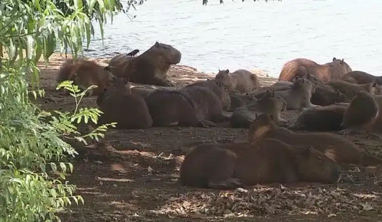 Estudo identifica que capivaras de lago de Ipaussu estavam infectadas com bactéria da febre maculosa — Foto: Reprodução/TV TEM