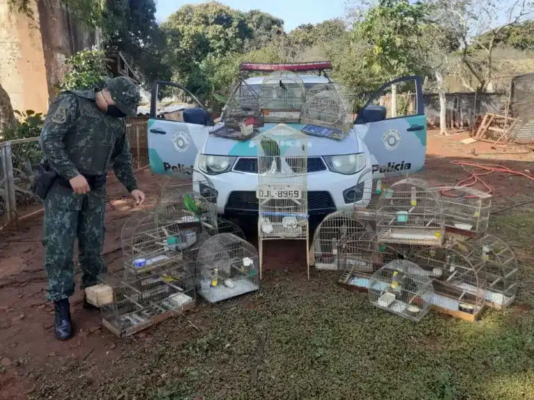 Mulher é multada em R$ 22 mil por manter pássaros em cativeiro em Santa Cruz do Rio Pardo — Foto: Polícia Ambiental/Divulgação