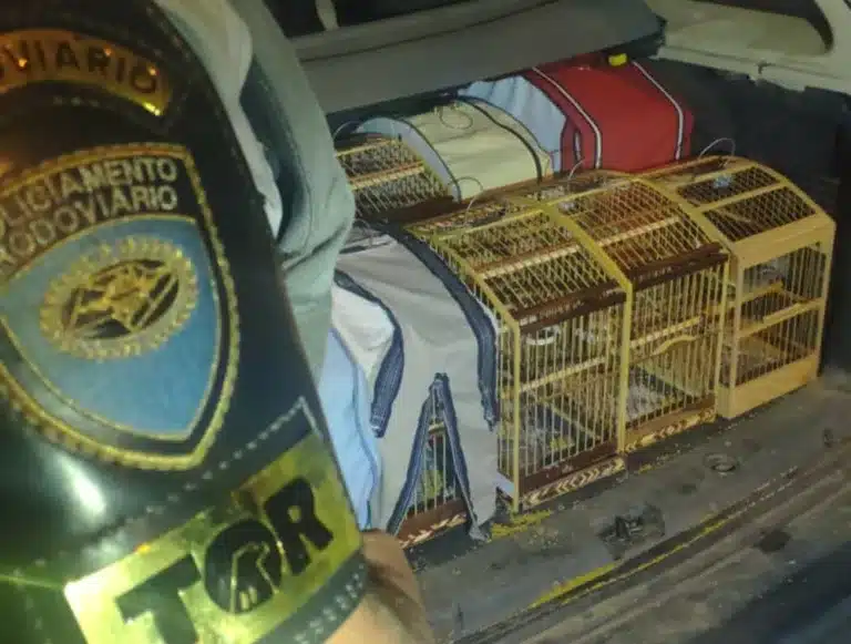 Polícia resgata pássaros silvestres encontrados em gaiolas no porta-malas de carro em Paraguaçu Paulista — Foto: Polícia Rodoviária/Divulgação