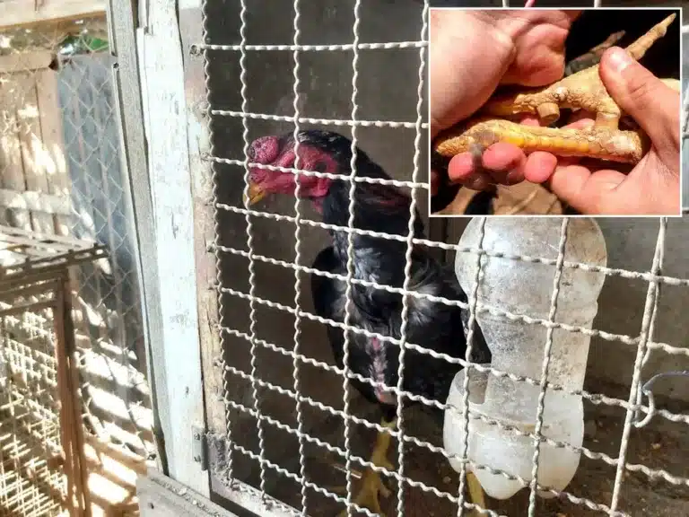 Galos da raça Índio estavam em gaiolas apertadas, sem água e comida, e vários com as esporas serradas (no detalhe) — Foto: Polícia Ambiental/Divulgação