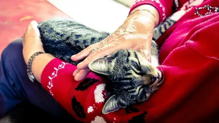 Palmital cadastra cães e gatos para castração e campanhas de vacinação — Foto: StockSnap por Pixabay