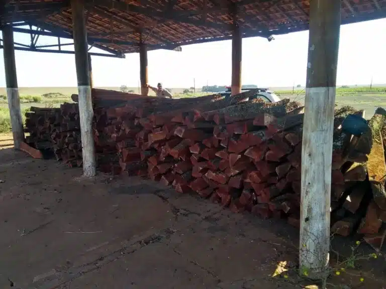 Em Cândido Mota, toras de madeira foram encontradas sem certificação de origem — Foto: Polícia Ambiental / Divulgação