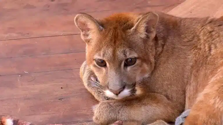 Número de animais silvestres socorridos aumenta em época de queimadas — Foto: Nosso Campo/Reprodução