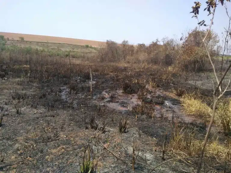 Queimadas geram multa em Echaporã (SP) nesta sexta-feira (8) — Foto: Polícia Militar Ambiental /Divulgação