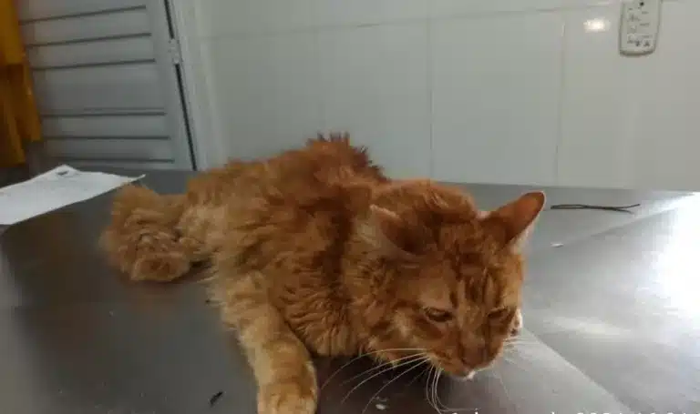 Gato foi levado a uma clínica veterinária, onde recebeu cuidados por três dias — Foto: Arquivo Pessoal / Thayrine Oshima
