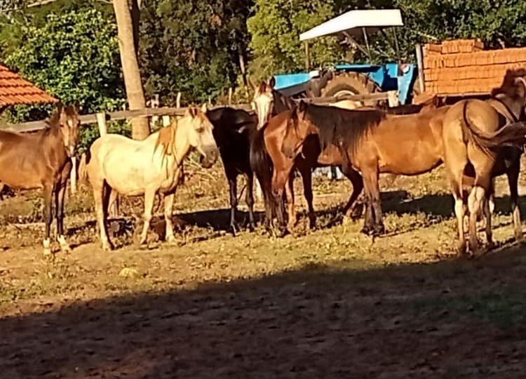Defesa Civil de Assis apreende sete animais de grande porte em via pública (Foto: Departamento de Comunicação)