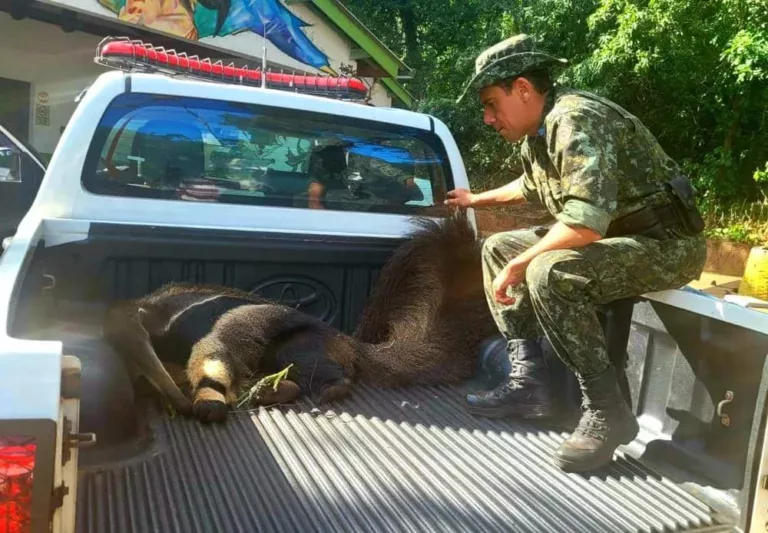 Tamanduá-bandeira foi resgatado e levado para o Hospital Veterinário da Cidade da Criança — Foto: Polícia Ambiental